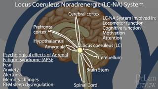 Preview of The Neuroendocrine Basis of Adrenal Fatigue Syndrome [upl. by Carena295]