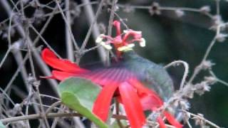 Paletailed Barbthroat Threnetes leucurus [upl. by Caravette]