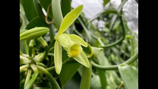 How to Hand Pollinate a Vanilla Bean Orchid by VanillaPura  April 2022 With Our Hawaiian Farmer [upl. by Tanny]