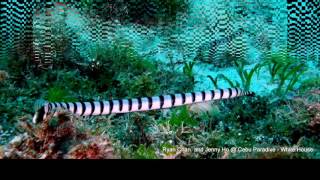 貝爾徹海蛇Belchers Sea Snake Hydrophis Belcheri [upl. by Ainivad]