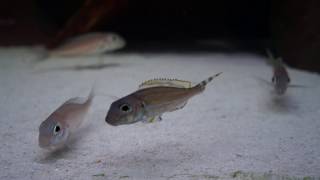 xenotilapia caudafasciata Chituta [upl. by Lashonde]