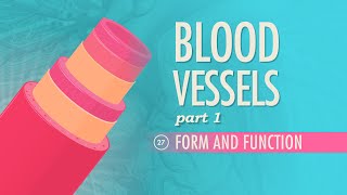 Blood Vessels Part 1  Form and Function Crash Course Anatomy amp Physiology 27 [upl. by Ahsennod]