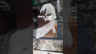 White rabbit petting 🐇 🐰 shorts rabbit bunny cuteanimals pets backyard home [upl. by Ambrosine]