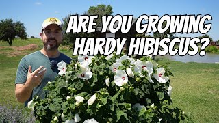 Are you growing hardy hibiscus [upl. by Neih]