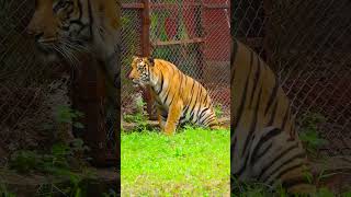 Understanding Tiger Communication Sounds and Signals [upl. by Ecnarf]