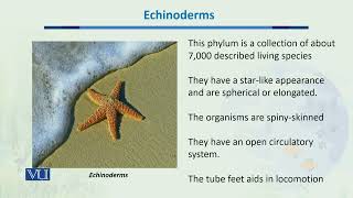 Echinoderms  Biodiversity amp EvolutionII  BT201Topic046 [upl. by Downey]