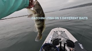 Summer kayak spotty fishing North Island  San Diego Bay [upl. by Leschen324]