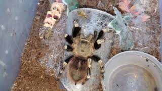 Tarantula Feeding October 2024 [upl. by Goldstein892]