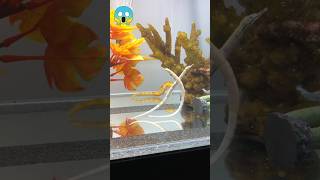 Beautiful pipefish breeding 😱 pipefish breeding trendingshortsshorts [upl. by Tiraj]