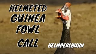 Helmeted Guineafowl Call birds birdsounds [upl. by Enelak]