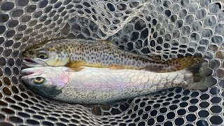 WILLOW SPRINGS LAKE TROUT FISHING RAINBOWS amp TIGERS Catch amp Cook [upl. by Arvid]