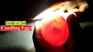 Candling Chicken Eggs  Candling Eggs Fertile or Not  Birds and Animals Planet [upl. by Lantz]