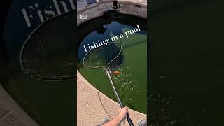 Fishing in a Pool fish shorts [upl. by Hodess]