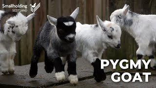 Pygmy Goat  Livestock showcase  Scottish Smallholder Festival 2020 [upl. by Schechter]