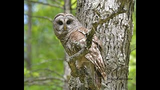 Barred Owl Caterwauling in the woods [upl. by Yrohcaz]