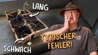 Der häufigste Fehler bei der Anzucht 🌱 Jungpflanzen retten bei Geilwuchs [upl. by Yddet]