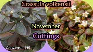 Crassula volkensii  care propagation  cuttings in November  Grow green 445 [upl. by Yesnil727]