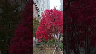 Maple tree So beautiful [upl. by Chanda]