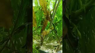 kriptokorinos kirpimas  trimming of Cryptocoryne [upl. by Enyrhtac]