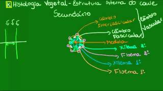 Caule secundário  Botânica  Biologia [upl. by Aliwt747]