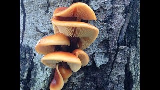 Identifying The Velvet Shank Flammulina velutipes Edible wild mushrooms [upl. by Nabal111]