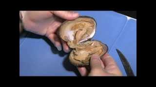 Clam Dissection Student Cut 1 for Lesson Plan [upl. by Craven922]