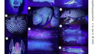 Why are so many animals biofluorescent [upl. by Naejarual]