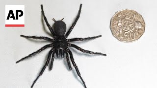 Largest male specimen of world’s most venomous spider found in Australia [upl. by Lorin]