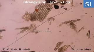 Egg in feces containing larva [upl. by Sholley]