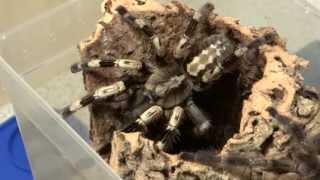 Poecilotheria miranda Verpaarung mating [upl. by Atikihs]