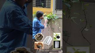 Organic fertilizer for magical plants growth  पौधों की अच्छी ग्रोथ 🌿short  viral gardening [upl. by Delphine]