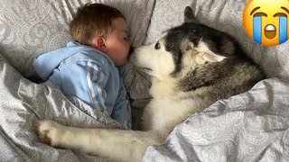 Husky Steals Babies Bed But Helps Him Fall Asleep CUTEST VIDEO EVER [upl. by Finnie819]