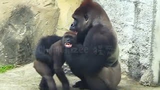 小J 被阿爸修理😆🤣Silverback gorilla family interactionsDjeeco FamilyTayariJabaliIrikiRingo [upl. by Anikal11]