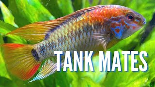 Top 10 Tank Mates for Apistogramma Cichlids [upl. by Naldo69]