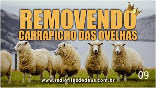 Removendo carrapicho das ovelhas 09  PR Eduardo [upl. by Einnob]