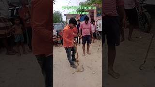 Sevaksnake viralvideo snakerescueteam cobra snake reels funny nonvenomoussnake venomouscobra [upl. by Anelrahc313]