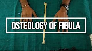 Osteology of Fibula [upl. by Riesman632]