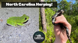 Coastal North Carolina Herping Kingsnake Rough Greensnake and More [upl. by Sessylu282]