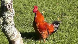 Rooster nonstop crowing sounds alarm clock in the early morning [upl. by Annawoj]