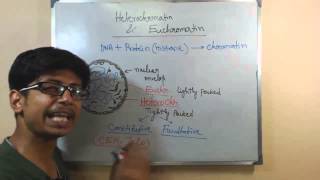 Euchromatin and hetero chromatin  structure and difference [upl. by Dukey]