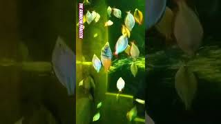 The RainbowFish Praecox OdieRainbowFish [upl. by Ativahs673]