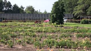 The Lily Farm in Center Texas [upl. by Zacharie236]