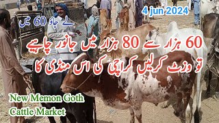 New Memon Goth Cattle Market Karachi [upl. by Anawyt204]