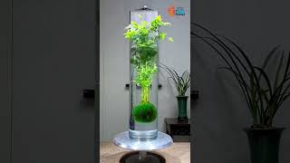 Indoor Plants  Hydroponics Plants Farming Family shorts hydroponicplants garden viral trend [upl. by Initirb]