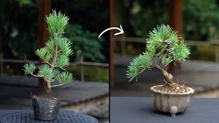 Creating a Pine Bonsai [upl. by Bainter524]