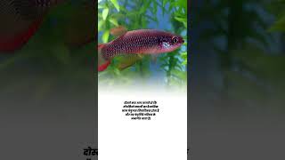 plains topminnow family and scientific name shorts agriculture knowledge [upl. by Free]