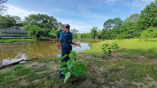 WHY Catawba Catalpa Trees [upl. by Otinauj567]