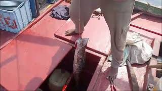 Best Bait For Mangrove Fishing ka Chara Pakistan Karachi fishing  Nov [upl. by Ahsiena342]