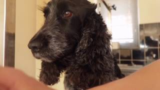 Tylers first home groom  Part 2 Masterclip Cocker Spaniel clipper set amp Showmate dog Trimmer dog [upl. by Kilah598]