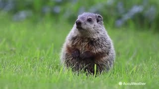 Other weatherpredicting groundhogs that aren’t Punxsutawney Phil [upl. by Haibot]